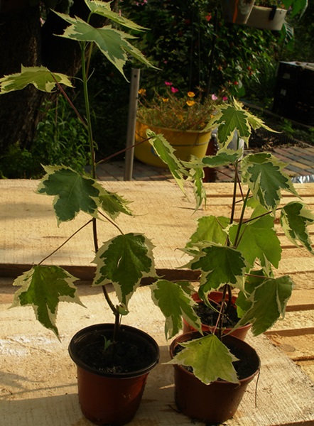 P1010200.JPG