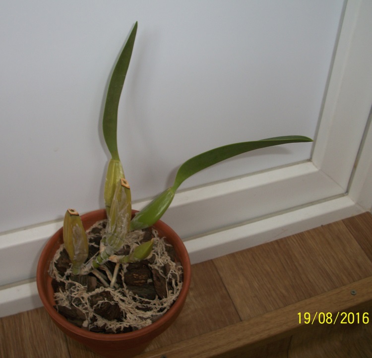 laelia anceps dawsonii f. chiapensis.JPG