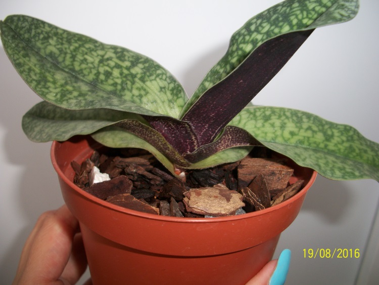 Paph. Delenatii x concobellatum (Yospur) - 2.jpg