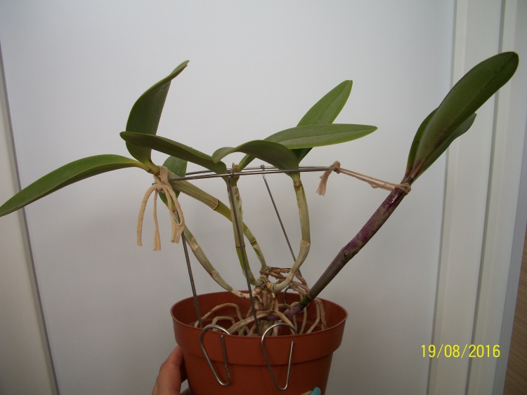Cattleya  Taiwan Green Emerald - 1.jpg