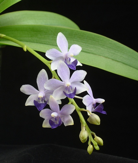 Dtps.Tzu Chiang Sapphire.jpg
