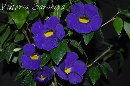 DSC_1058_500x333.jpg
