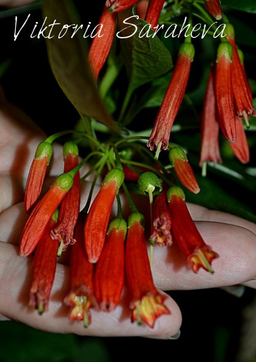 DSC_1127_500x707.jpg