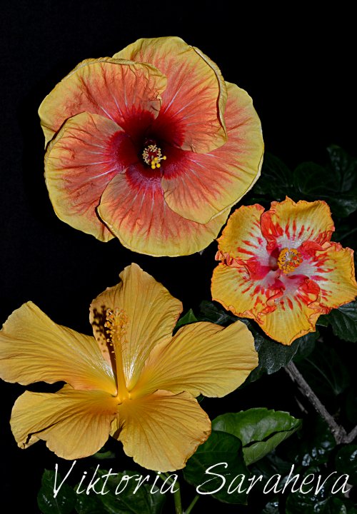 DSC_1144_500x720.jpg