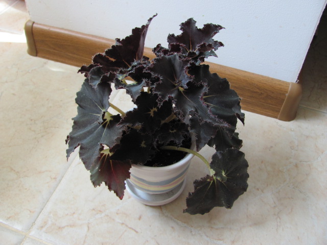 разное 012.jpg