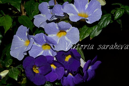 DSC_1154_500x333.jpg
