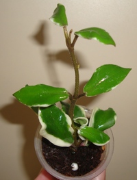 009_cr.jpg