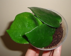 026_cr.jpg