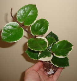 002_cr.jpg