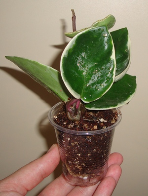 032_cr.jpg