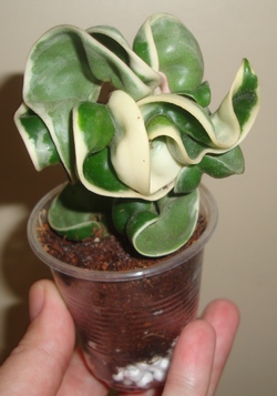 029_cr.jpg