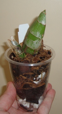 057_cr.jpg