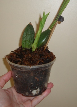 052_cr.jpg
