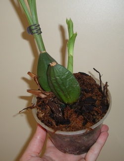 053_cr.jpg