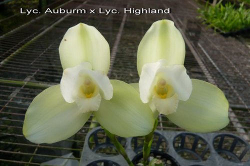 Lyc. Auburm  x.jpg