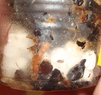 063_cr.jpg