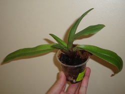 061_cr.jpg
