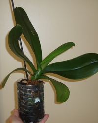 064_cr.jpg