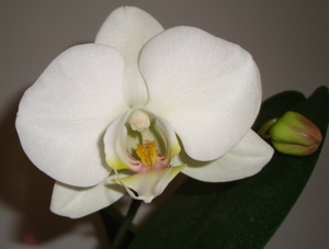 063_cr.jpg
