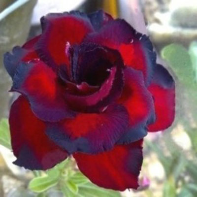 Adenium Obesum Triple twilight.jpg