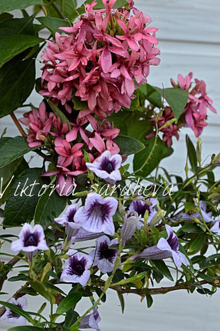 DSC_1089_433x651.jpg