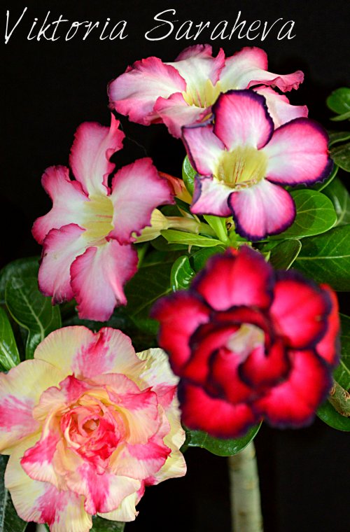 DSC_0751_500x760.jpg