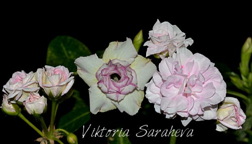DSC_0893_500x287.jpg