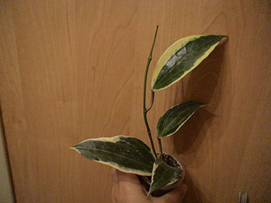 DSC03232a.jpg