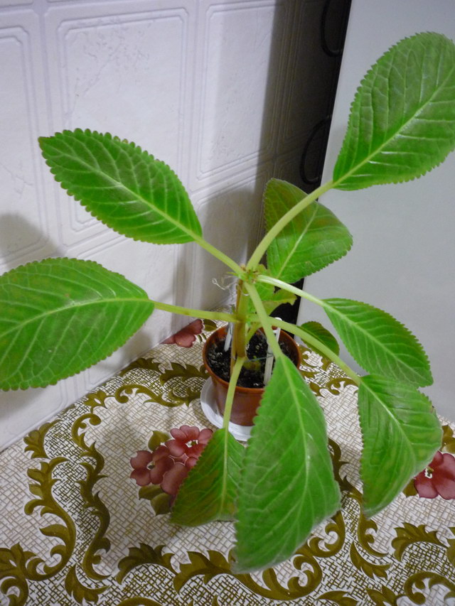 P1070850.JPG