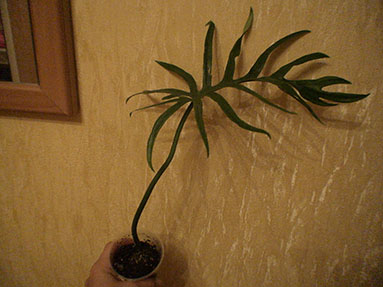 DSC03235a.jpg