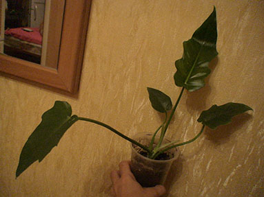 DSC03234a.jpg