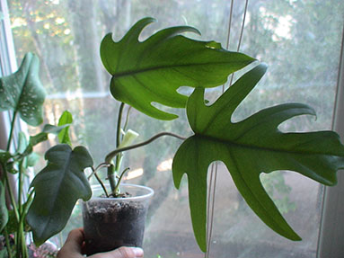 DSC03141а.jpg