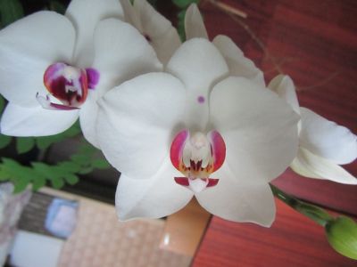 IMG_4606.jpg