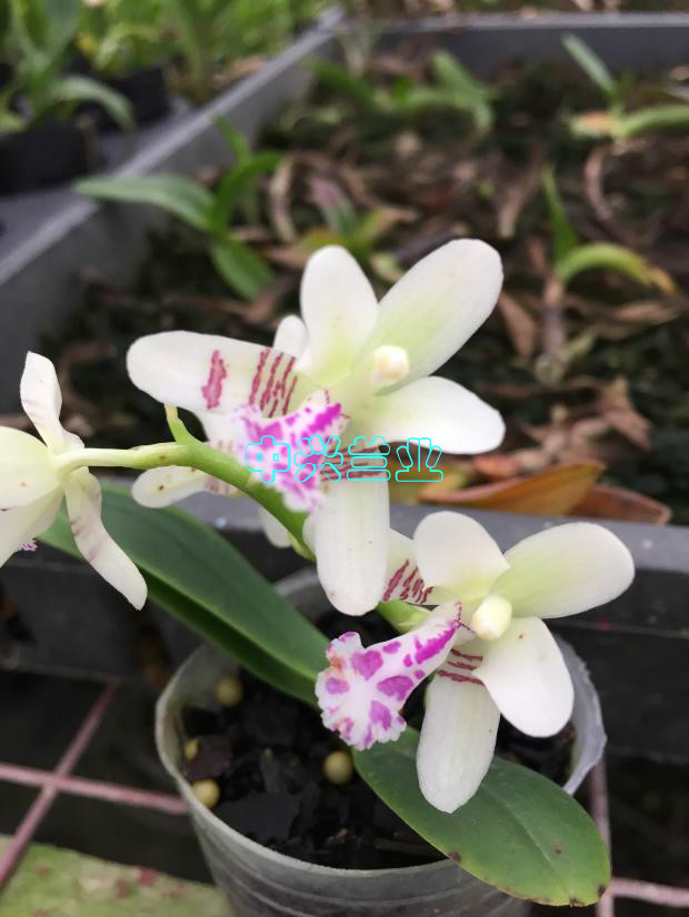 Sedirea japonica (2).jpg