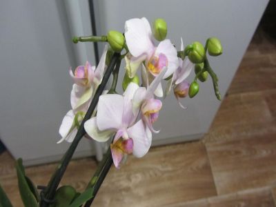 IMG_4261.jpg