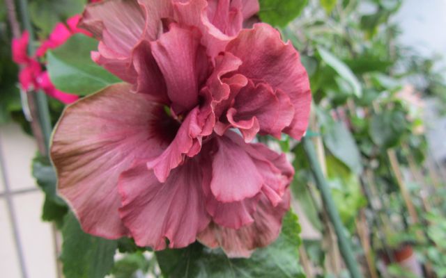 IMG_4472.jpg