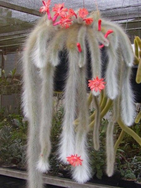 Cleistocactus winteri ssp. colademononis.jpg