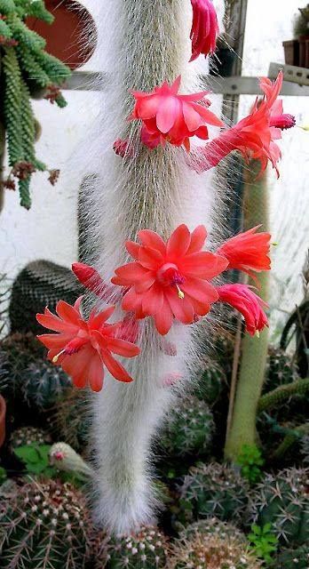Cleistocactus winteri ssp. colademononis..jpg