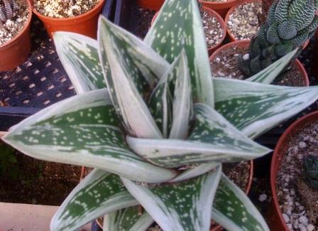 gasteraloe green ice.jpg