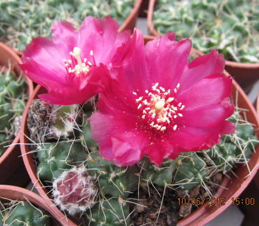 puna subterranea ssp. incahuasi.jpg