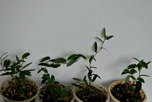 DSC_0004_500x338.jpg