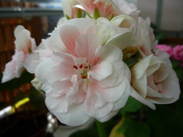 P1070410.JPG