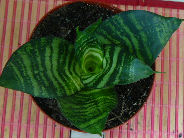 P1110131.JPG