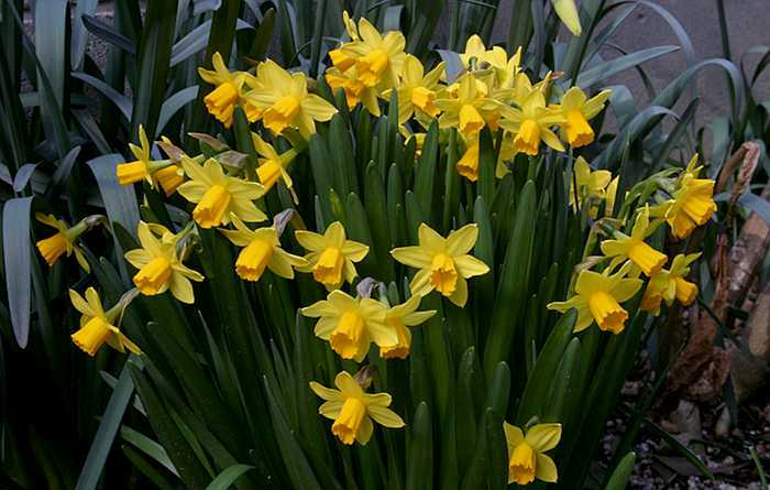 NarcissusTeteCLMP.jpg