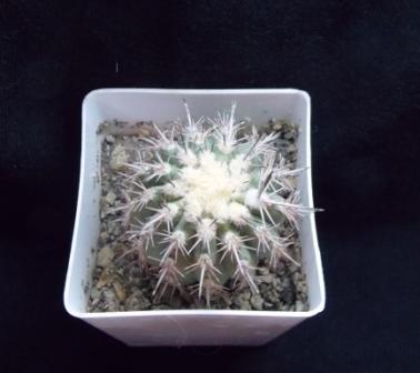 DSCN0313.JPG