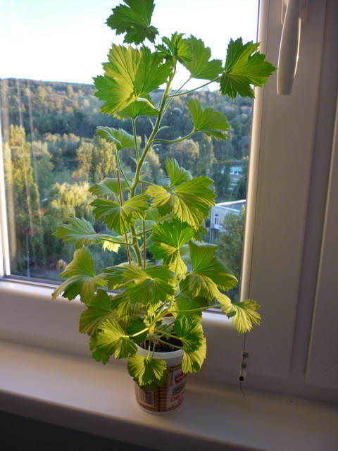 P1070856.JPG