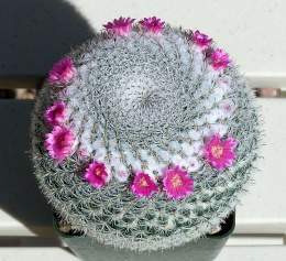 Mammillaria Woody.jpg