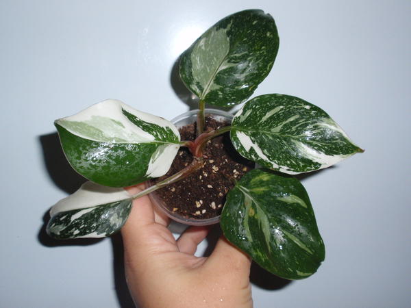 Philodendron White Knight.jpg