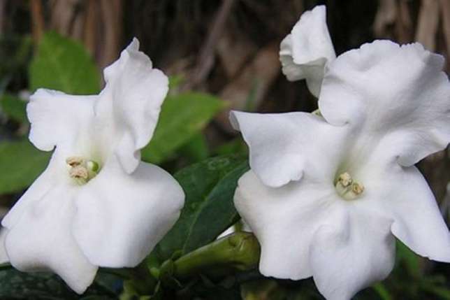 277574348_1_644x461_brunfelsia-lactea-odessa.jpg
