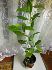 DSCN50200.jpg